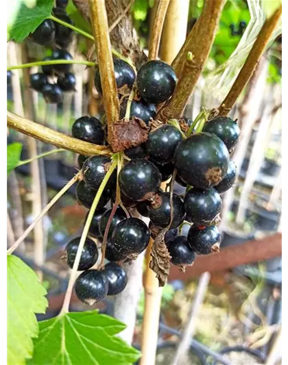 Schwarze Johannisbeere 'Ojebyn'