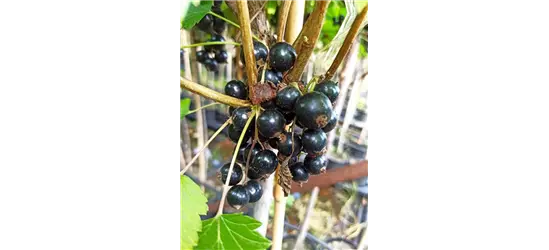 Schwarze Johannisbeere 'Ojebyn'