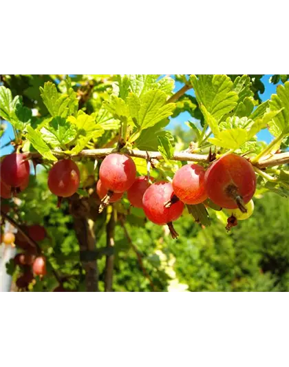 Säulenstachelbeere 'Hinnonmäki' rot