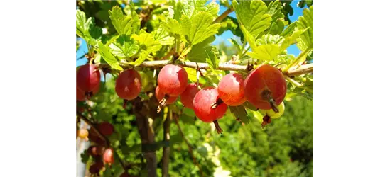 Säulenstachelbeere 'Hinnonmäki' rot