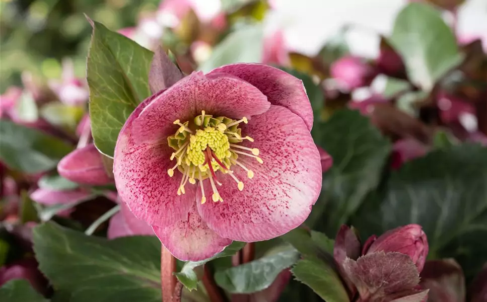 Für die dunkle Jahreszeit - Schmückende Winterpflanzen Für die dunkle Jahreszeit - Schmückende Winterpflanzen