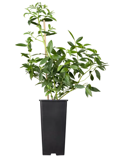 Heidelbeere 'Pink Lemonade'