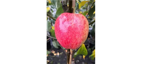 Apfel 'Rewena'(s)