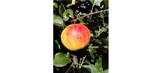 Herbstapfel 'Rubinola'(s)