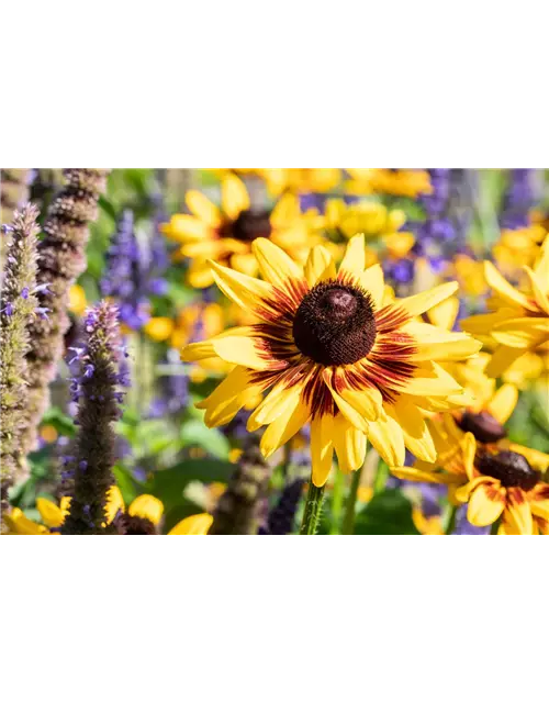 Rudbeckia