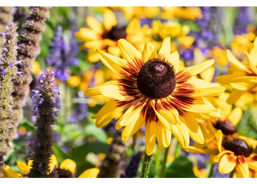 Rudbeckia