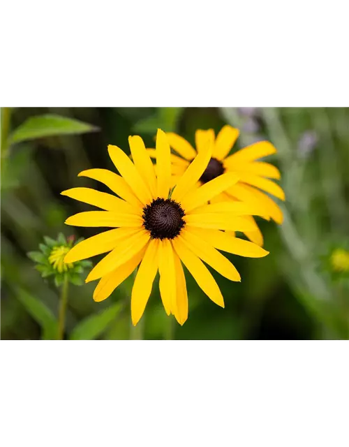 Rudbeckia