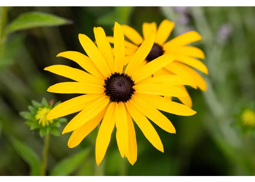 Rudbeckia