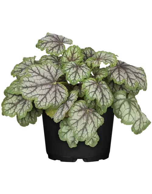 Heuchera