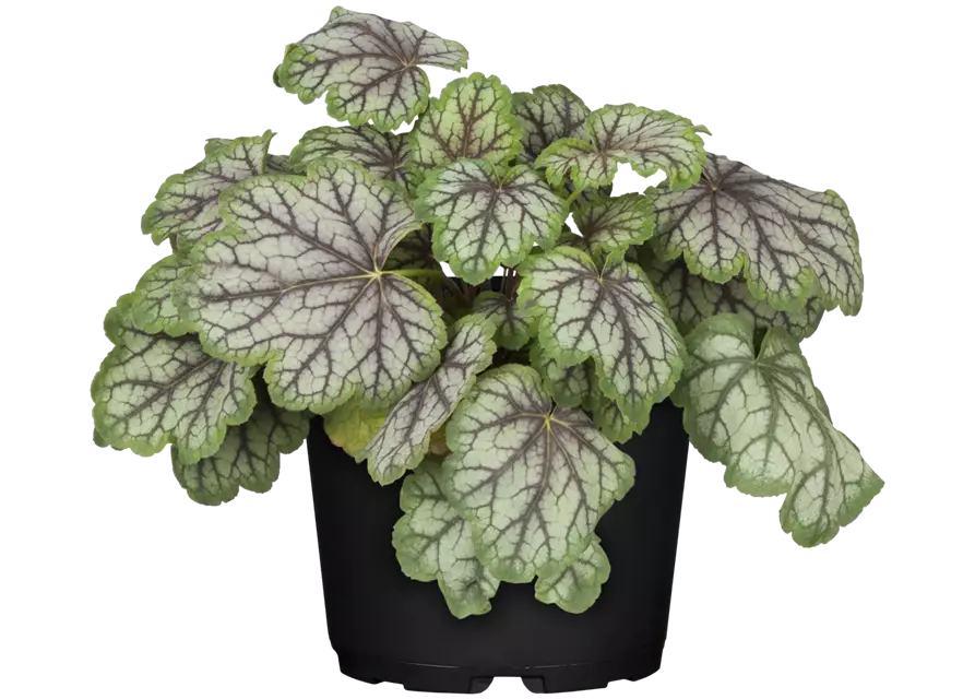 Heuchera