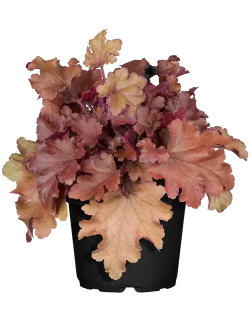 Heuchera
