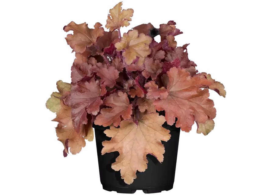 Heuchera