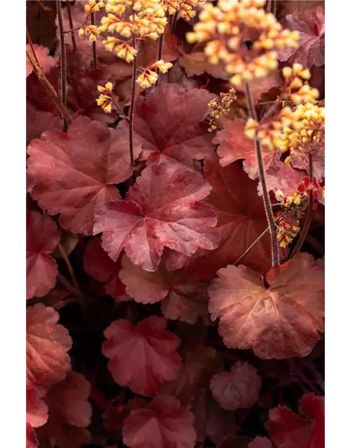 Heuchera