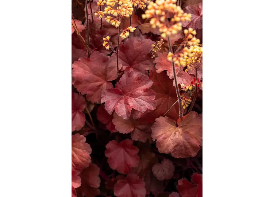 Heuchera