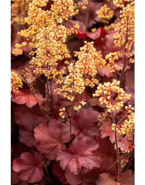 Heuchera