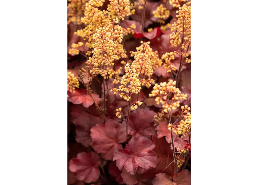 Heuchera