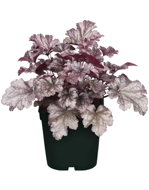 Heuchera