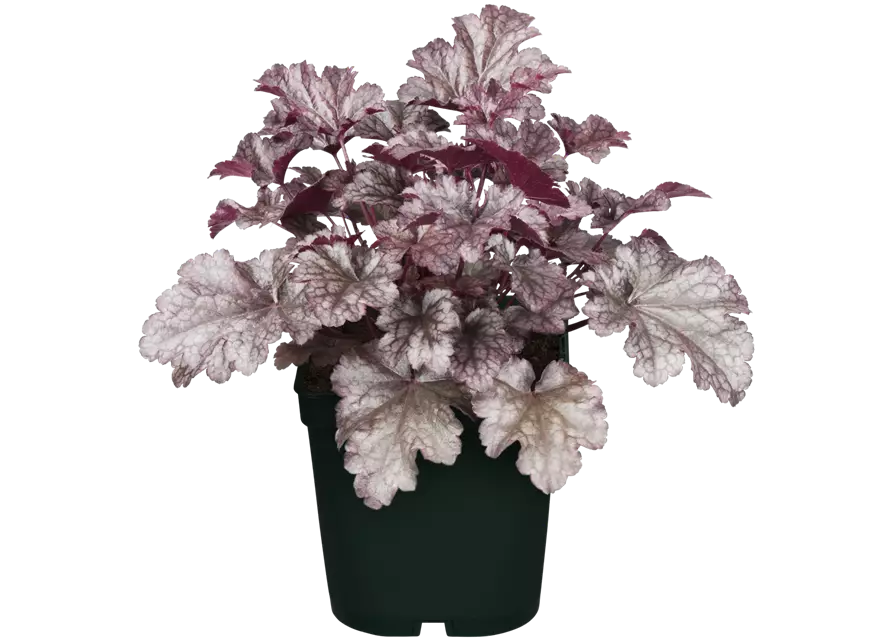 Heuchera