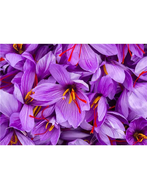 Safran-Krokus 'Spativus'