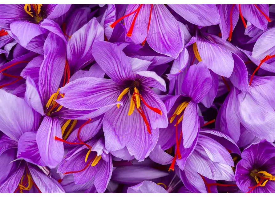 Safran-Krokus 'Spativus'