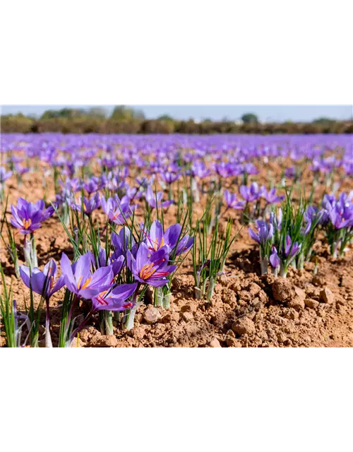 Safran-Krokus 'Spativus'