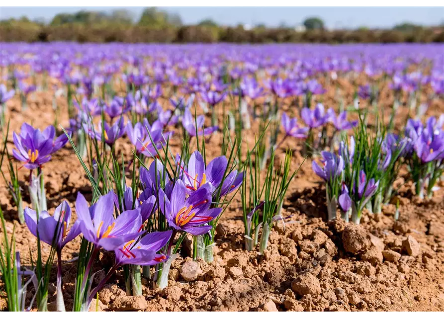 Safran-Krokus 'Spativus'