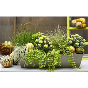 HERBSTLICHE PFLANZIDEEN HERBSTLICHE PFLANZIDEEN