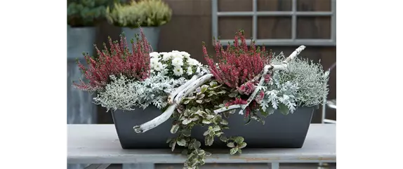 HERBSTLICHE PFLANZIDEEN HERBSTLICHE PFLANZIDEEN