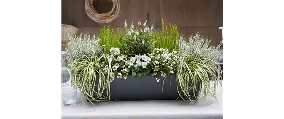 HERBSTLICHE PFLANZIDEEN HERBSTLICHE PFLANZIDEEN