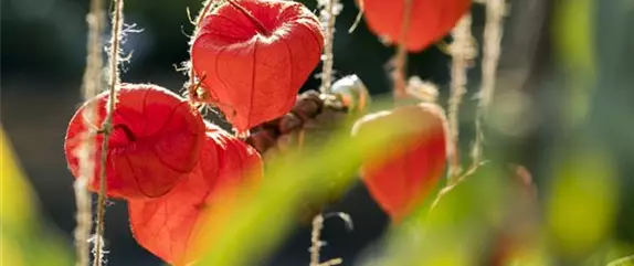 Schaurig schöne Tischgirlande aus Physalis