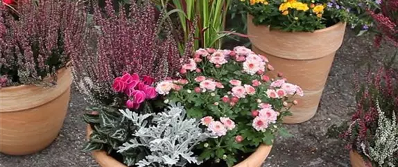 Blumenkübel - Bepflanzung für den Herbst