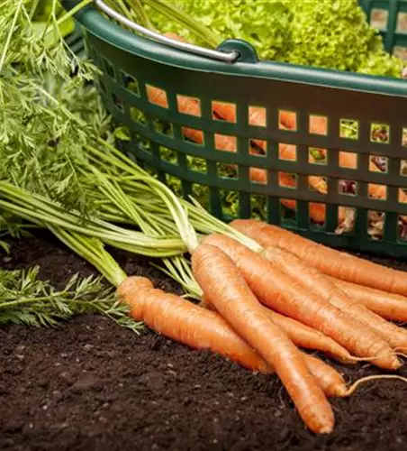 Schädlinge an Möhre und Zwiebel