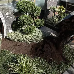 Doppelgrab - Grabbepflanzung im Herbst