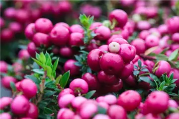 TON IN TON IN DEN HERBST TON IN TON IN DEN HERBST