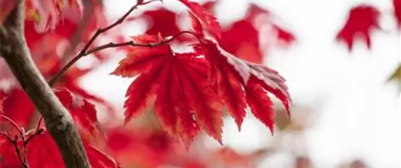 Es wird bunt! Herbst-Deko im Haus